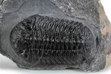 Detailed Pedinopariops Trilobite - Mrakib, Morocco #359598-1